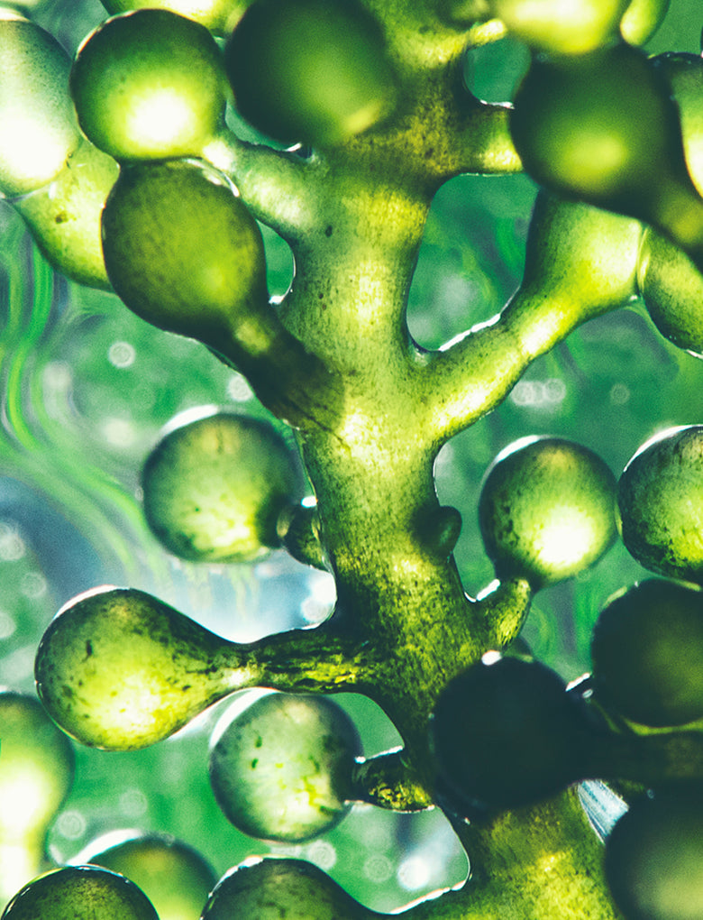 Laminaria Algae Extract