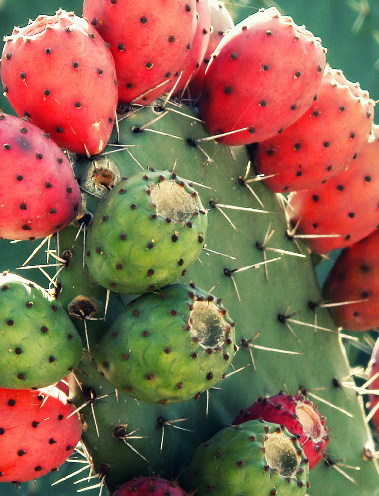 Prickly Pear Flower Extract